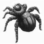 spider